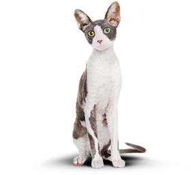 Кот после приема питания Cat Energy: стройный и энергичный